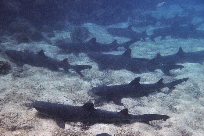 9 Days Galapagos Island Hopping - What Travelers Say