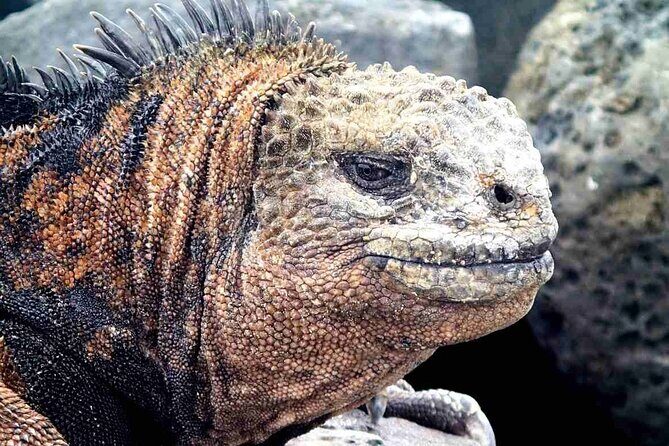 9 Days Galapagos Island Hopping - Who Should Consider This Tour?