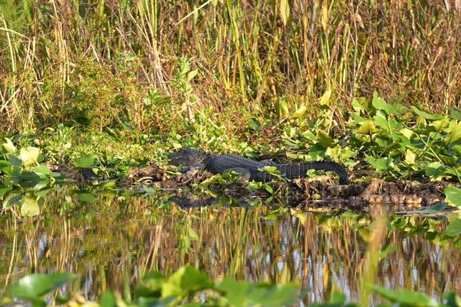 90 Minute Airboat Tour in the Florida Everglades - FAQ