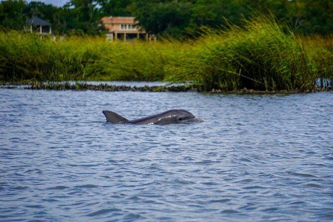 90-Minute Dolphin and Nature Tour of Hilton Head - Exploring Hilton Head’s 90-Minute Dolphin and Nature Tour