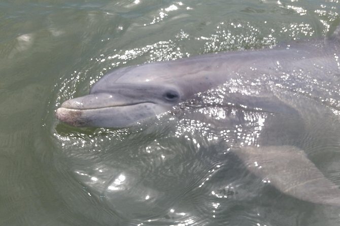 90-Minute Dolphin and Nature Tour of Hilton Head - FAQs About the Hilton Head Dolphin and Nature Tour