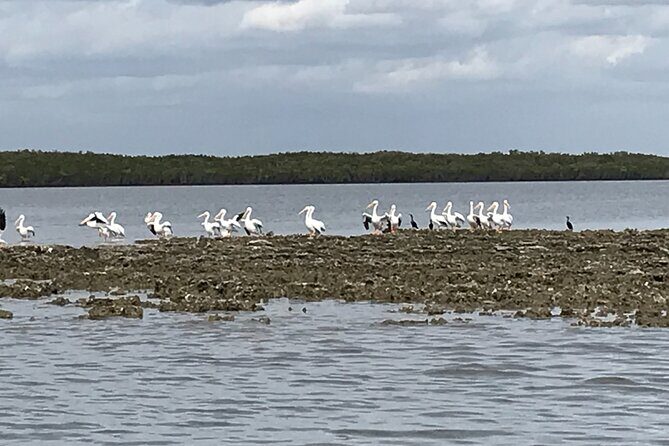 90-Minute Guided Eco Airboat Tour in Homosassa - Exploring the Homosassa Eco Airboat Tour: A Deep Dive