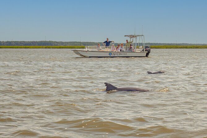 90 Minute Hilton Head Dolphin and Nature Cruise - In-Depth Review of the Hilton Head Dolphin and Nature Cruise