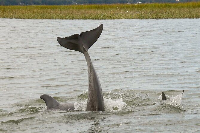 90 Minute Hilton Head Dolphin and Nature Cruise - FAQs