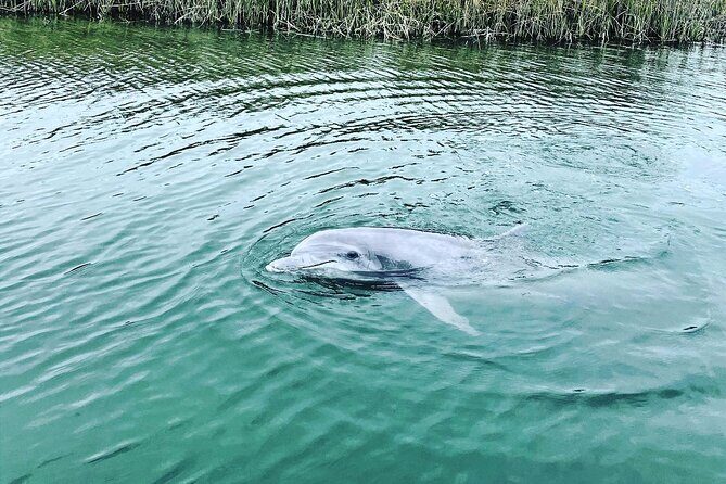 90 Minute Hilton Head Dolphin Tour - Key Points