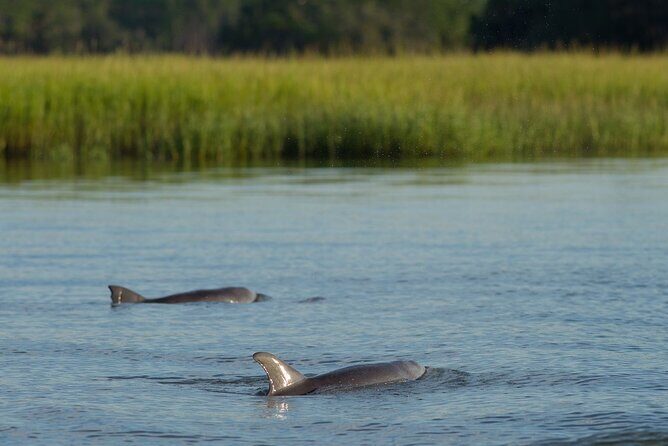 90 minute Hilton Head Sunset Dolphin Cruise - Hilton Head Sunset Dolphin Cruise: A Balanced Look at a Memorable Water Experience