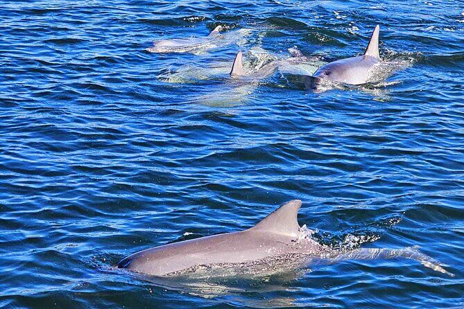 90 Minute Port River Dolphin & Ships Graveyard Cruise - Key Points