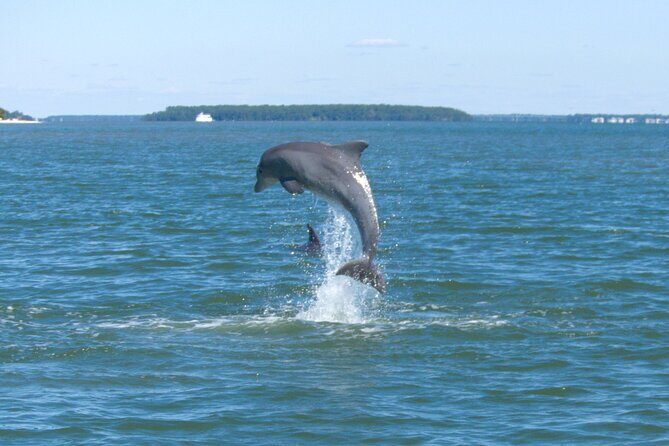 90-Minute Private Dolphin Tour in Hilton Head Island - A Thorough Look at the Hilton Head Dolphin Tour