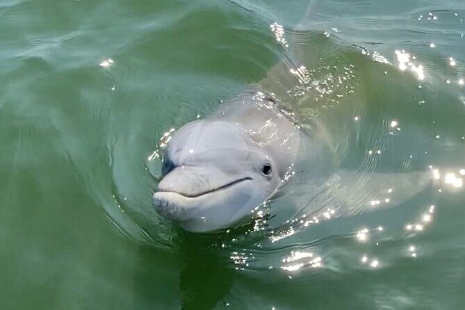 90-Minute Private Dolphin Tour in Hilton Head Island - Final Thoughts on Suitability