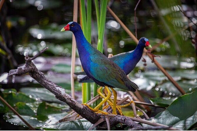 90 Minute Small Group Semi Private Airboat Tour - Final Thoughts: Is This Tour Right for You?