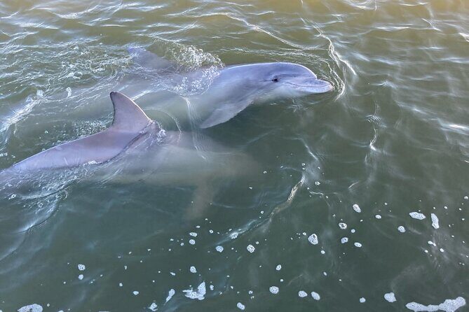 90 Minute Tour to See Dolphins in Hilton Head Island - A Close-Up Look at Hilton Head’s Dolphins in 90 Minutes