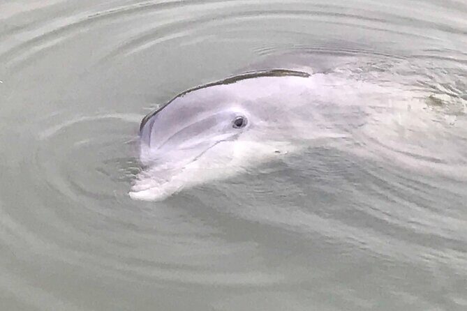 90 Minute Tour to See Dolphins in Hilton Head Island - Key Points