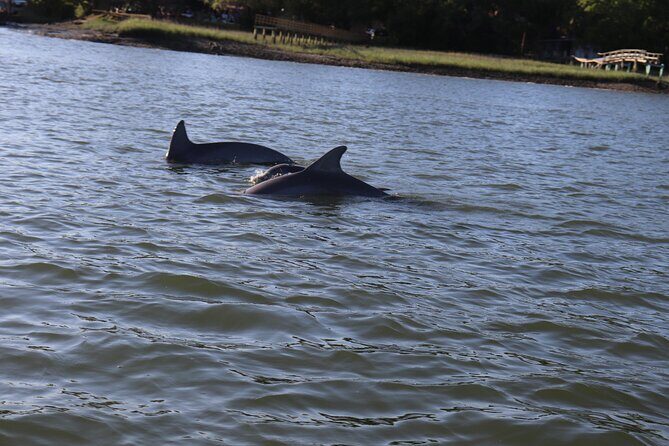 90 Minute Tour to See Dolphins in Hilton Head Island - Who Should Consider This Tour?