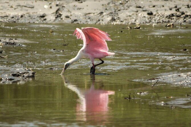 90 Minute Tour to See Dolphins in Hilton Head Island - Frequently Asked Questions