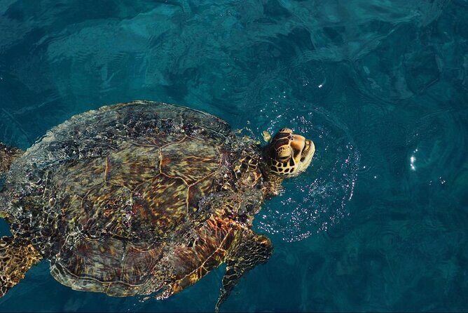 90 Minute Waikiki Turtle Canyon Snorkel - Key Points