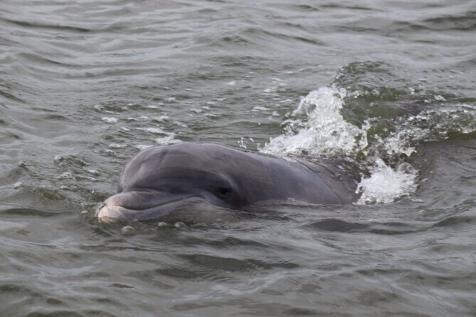 90 minutes Dolphin and Nature Tour - Discover Hilton Head’s Wildlife on a 90-Minute Dolphin & Nature Tour
