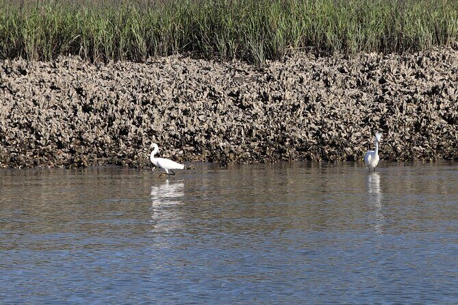 90 minutes Dolphin and Nature Tour - Who Should Consider This Tour?