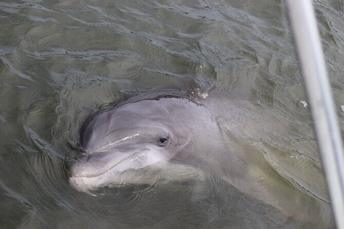 90 minutes Dolphin and Nature Tour - FAQ