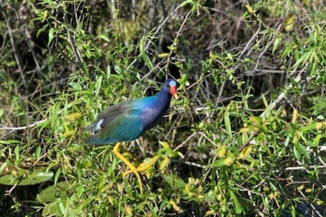 90 minutes Private Everglades Airboat Ride in Miami - Exploring the Everglades from Miami: A 90-Minute Private Airboat Adventure