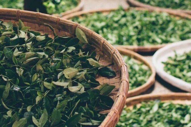 90minutes Tea Preparation and Tasting Experience in Como - Key Points