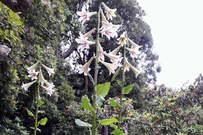 A 2 hour Small Group Dunedin City Highlights Tour - Practical Details & Considerations