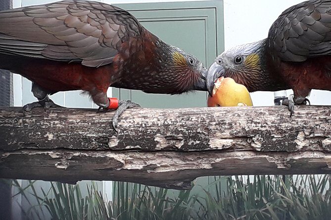 A 2 hour Small Group Dunedin City Highlights Tour - The Sum Up: Who Will Love This Tour?