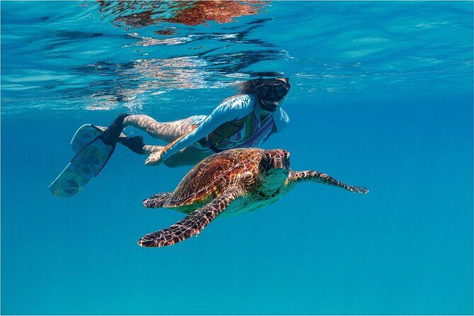 A Cook Islands Turtle Tour - small groups, premium experience - Key Points