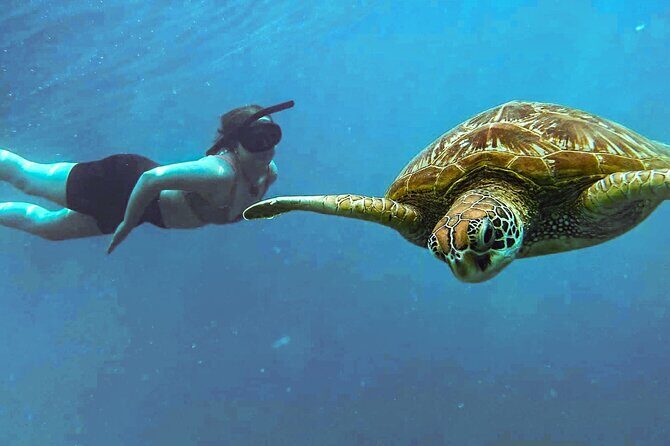 A Cook Islands Turtle Tour - small groups, premium experience - Who Should Book This Tour?