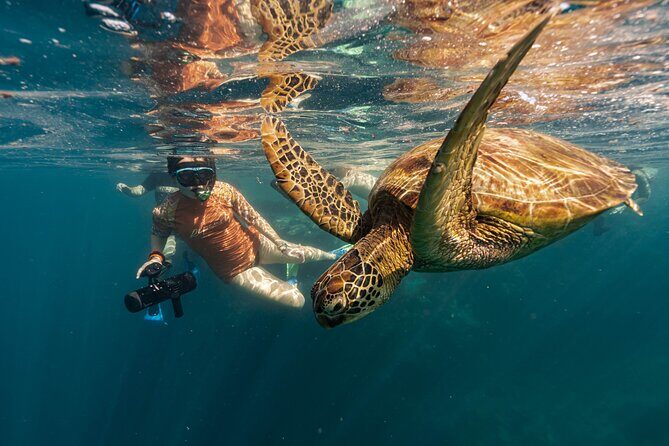 A Cook Islands Turtle Tour - small groups, premium experience - FAQ
