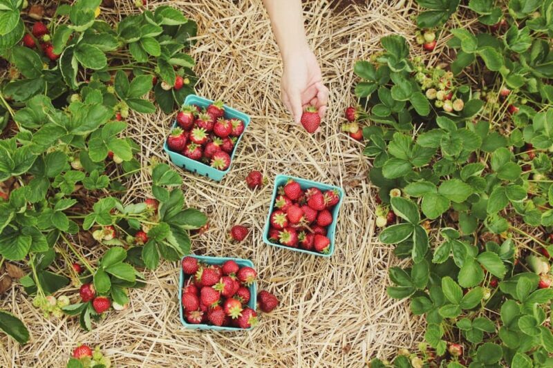 "A Day as a Farmer" Experience - Key Points