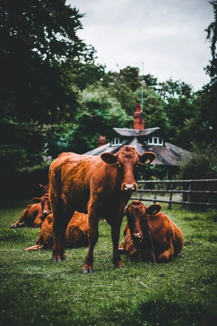 "A Day as a Farmer" Experience - Exploring the "A Day as a Farmer" Experience in Detail