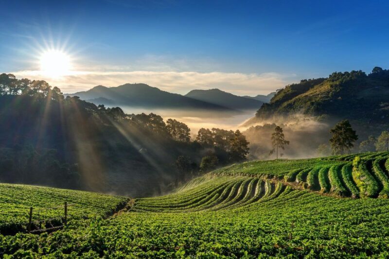 A Day in Munnar: Nature, Culture, and Local Flavor - Who Will Love This Tour?