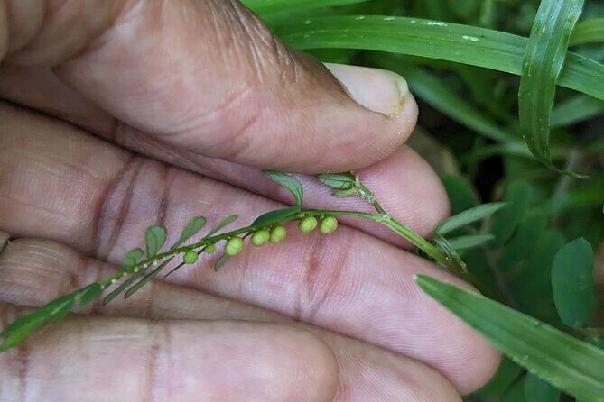 A Day of Relaxation in the Jungle and Waterfalls of Dominica - Key Points