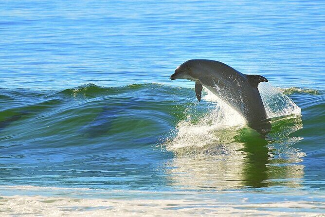 A Day on the Bay - A Day on the Bay: Dolphins, Skyline, and a Touch of Relaxation