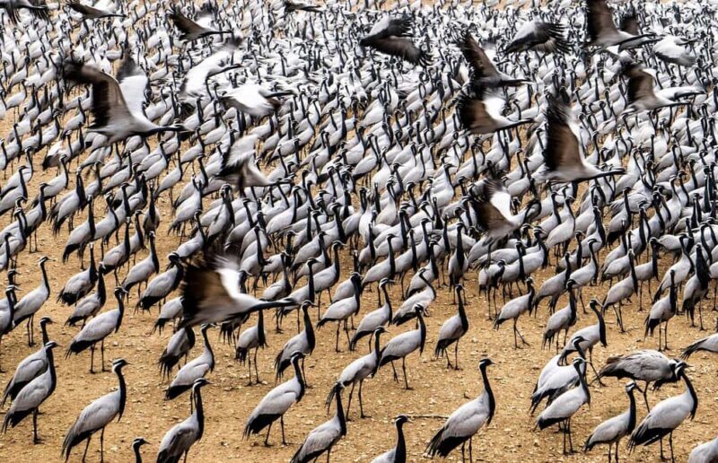 A Day Tour of Bharatpur Bird Sanctuary from Agra. - Exploring Bharatpur Bird Sanctuary in Detail