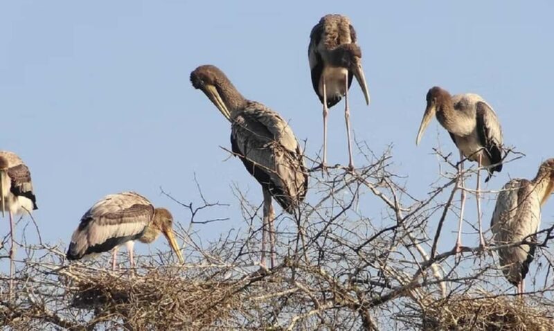 A Day Tour of Bharatpur Bird Sanctuary from Agra. - Frequently Asked Questions