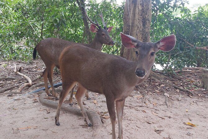 A Day Trip To Phnom Chisor - Tonle Batti From Phnom Penh - The Sum Up: Who Will Love This Tour?