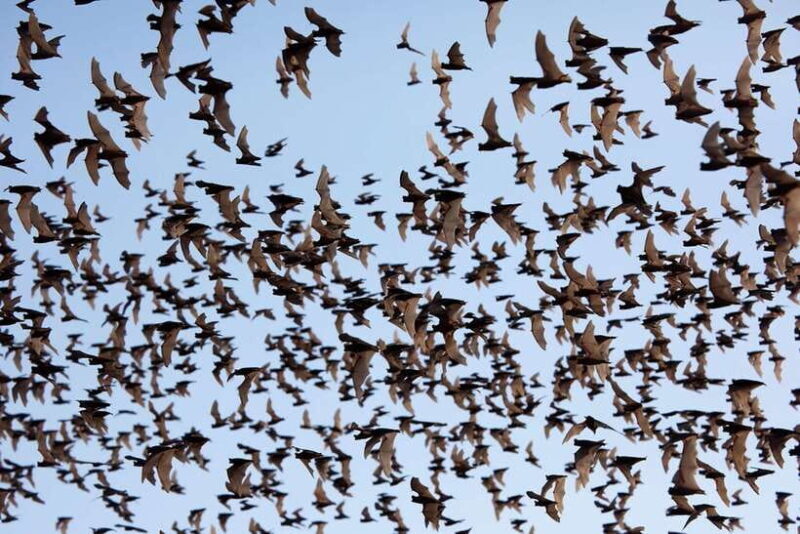 A Day TukTuk Handicrafts Bambootrain Killing&BatCaves,Sunset - An In-Depth Look at the Battambang Full-Day Tuk-Tuk Tour