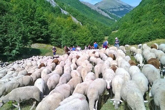 A day with the shepherd milking sheeps and making cheese in the National Park of Abruzzo - A Day with the Shepherd in Abruzzo National Park: An Authentic Italian Experience
