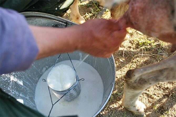 A day with the shepherd milking sheeps and making cheese in the National Park of Abruzzo - Key Points