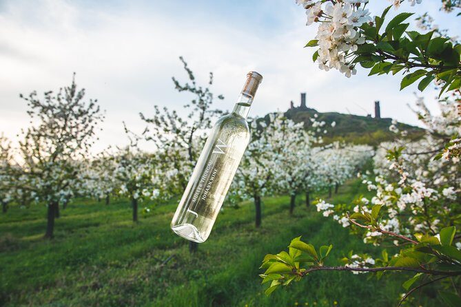 A delightful wine tasting in the scenic countryside with lunch - A delightful wine tasting in the scenic countryside with lunch