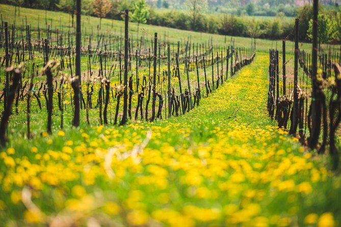 A delightful wine tasting in the scenic countryside with lunch - FAQs