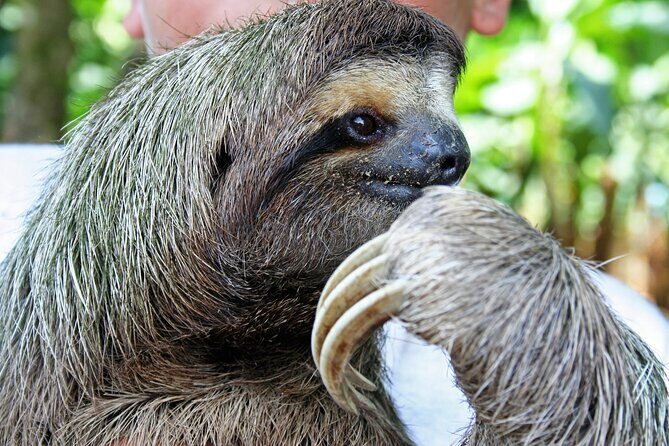 A full day at the Jaguar Rescue Center with Cahuita National Park - Final Thoughts