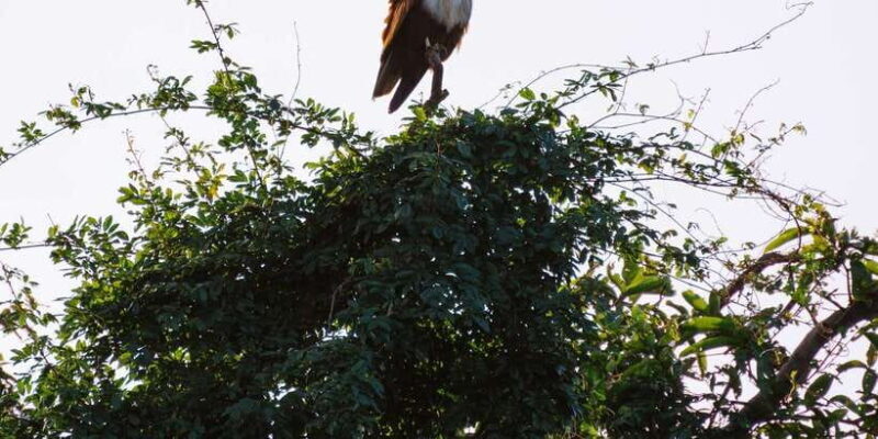 A Hidden Gem in Sigiriya: Magical Boat Journey. - Key Points