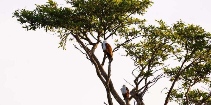 A Hidden Gem in Sigiriya: Magical Boat Journey. - What Makes This Tour Stand Out?