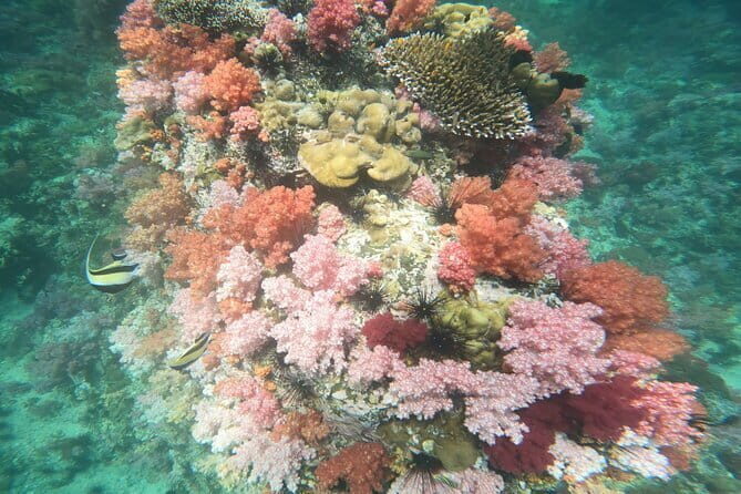 A Koh Lipe Snorkeling Tour - Key Points