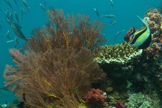 A Koh Lipe Snorkeling Tour - Who Should Consider This Tour?