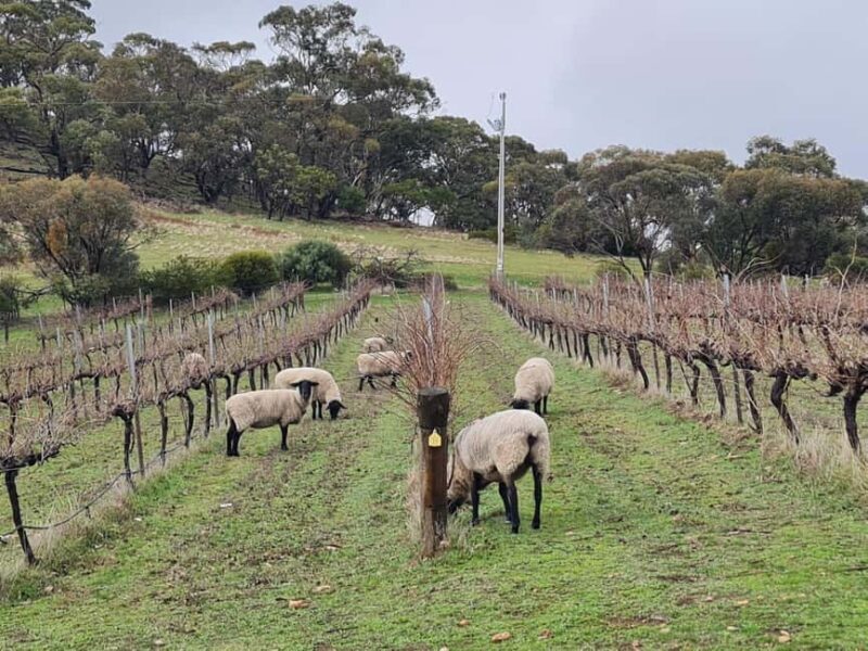 A local pickup Clare Valley Group Tour for Four Passengers. - FAQs