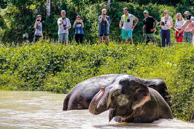 A Morning with the Elephants at Phuket Elephant Sanctuary - Possible Drawbacks or Considerations