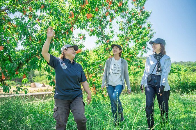 A Peach-Lovers Treat: Orchard Walk & Peach-Topped Soft Serve - A Closer Look: The Detailed Experience
